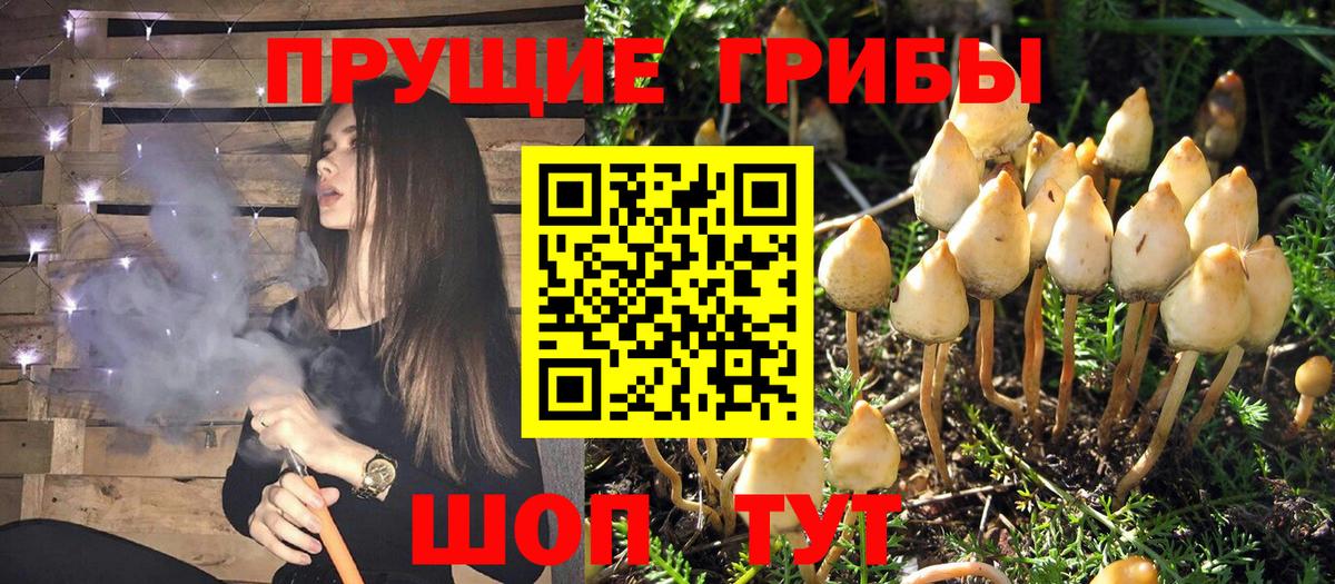 Галлюциногенные грибы Psilocybine cubensis  Вход с VPN  Нововоронеж 